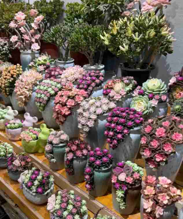  云南多肉产业深度解析：气候禀赋如何重塑中国多肉市场格局 新闻