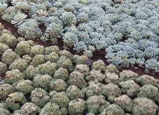 云南多肉产业深度解析：气候禀赋如何重塑中国多肉市场格局