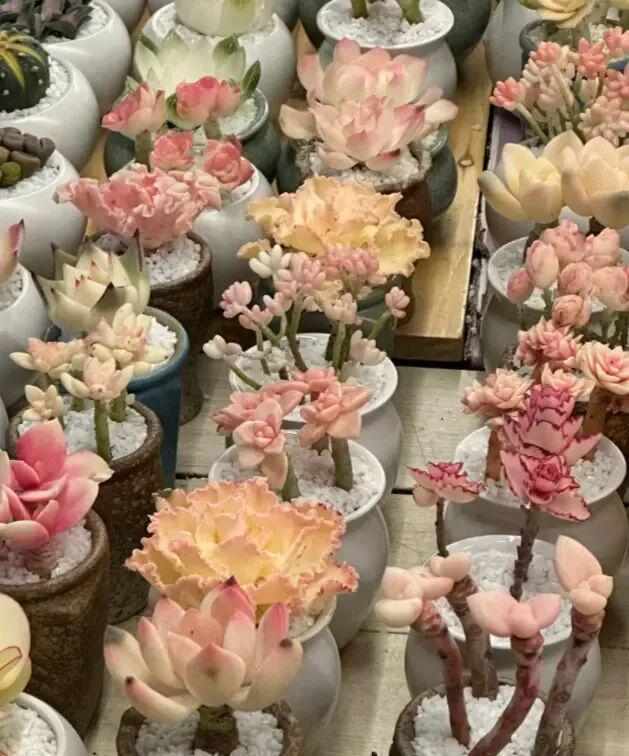  云南多肉产业深度解析：气候禀赋如何重塑中国多肉市场格局 新闻